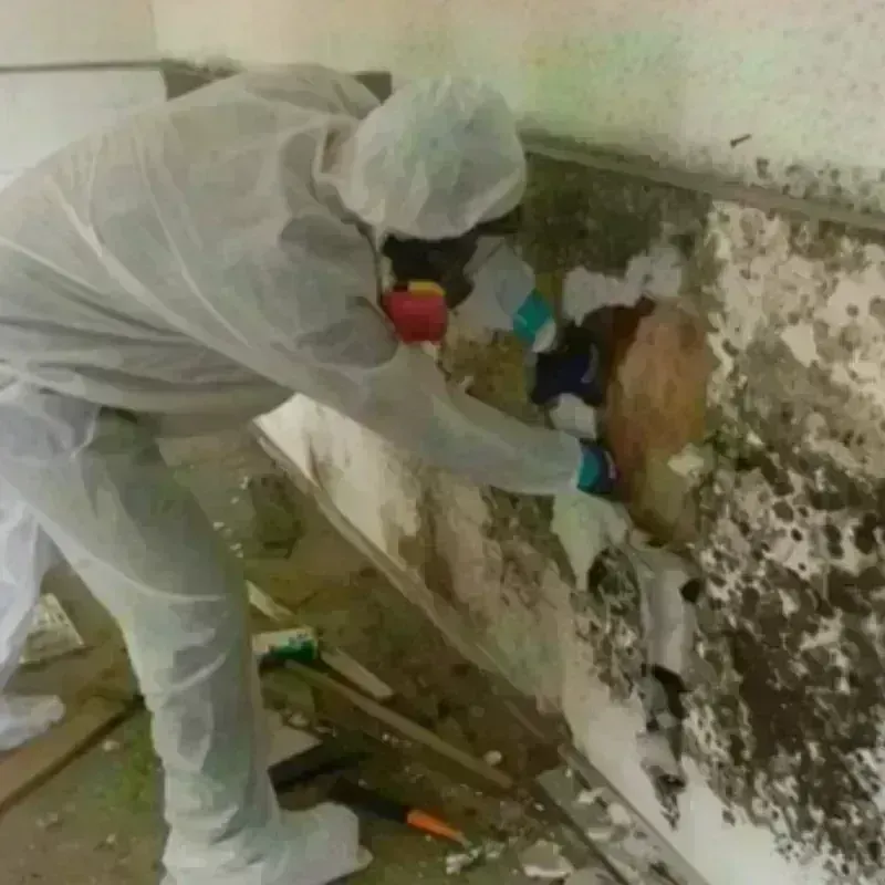 Mold Remediation and Removal in Maize, KS